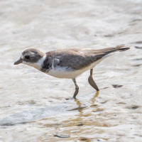 Wilson's Plover